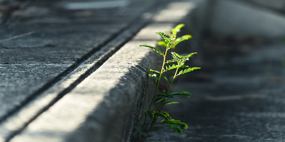 Biopharmaceutical Resilience Gains Momentum